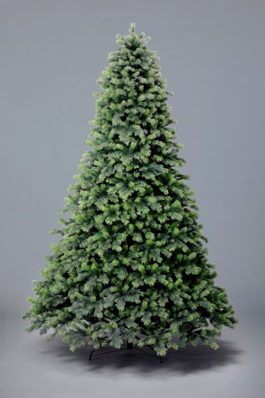 Ель Амурская