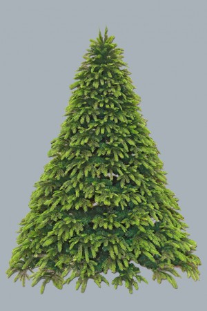 Ель Сибирская